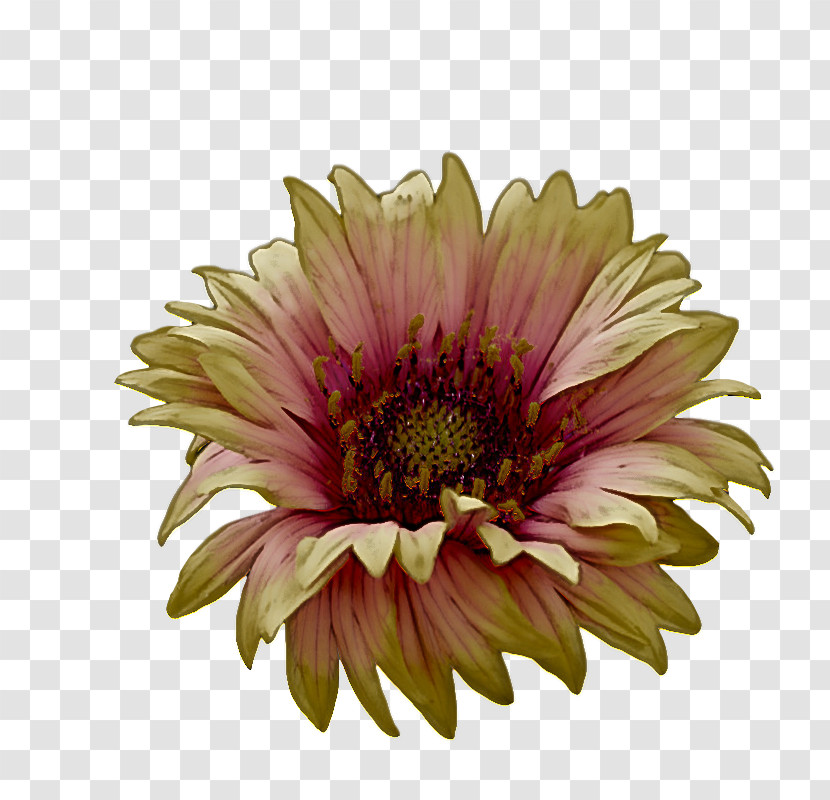 Transvaal Daisy Annual Plant Chrysanthemum Cut Flowers Blanket Flowers Transparent PNG