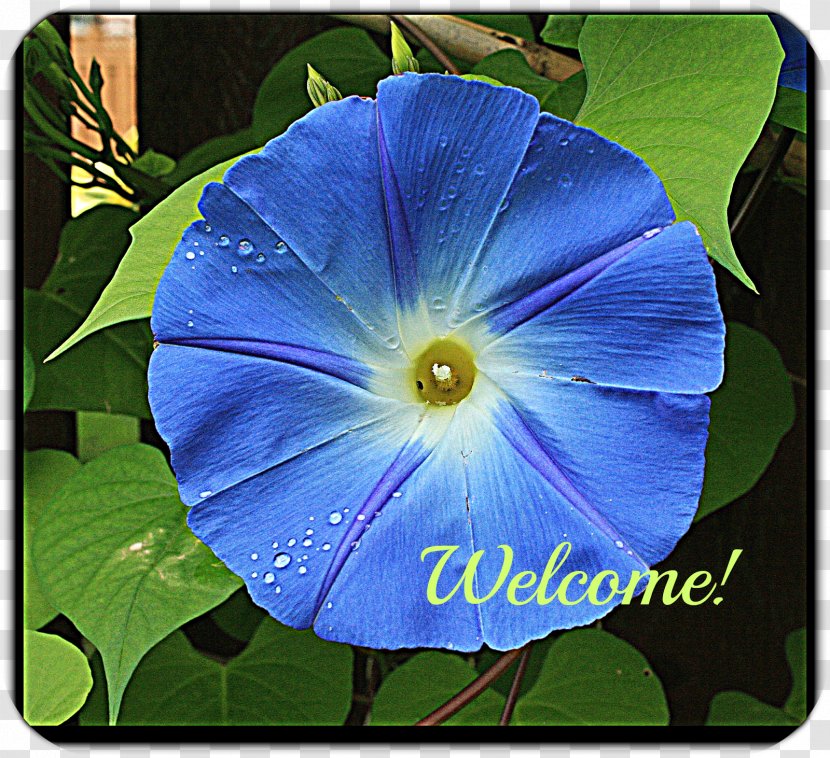 Beach Moonflower Violet Annual Plant Wildflower Morning Glories Transparent PNG
