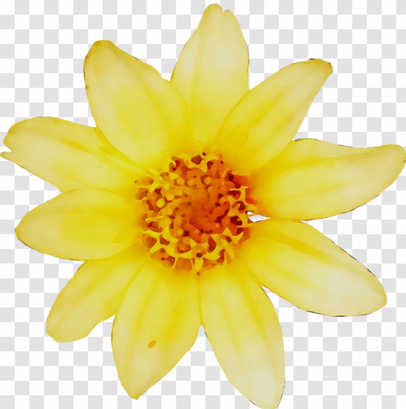 Yellow Swifty Chrysanthemum Eurostar Daisy Family - Film Transparent PNG
