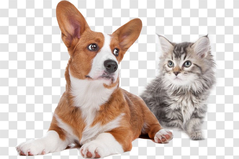 Pet Cat Pembroke Welsh Corgi Veterinarian Puppy Transparent PNG