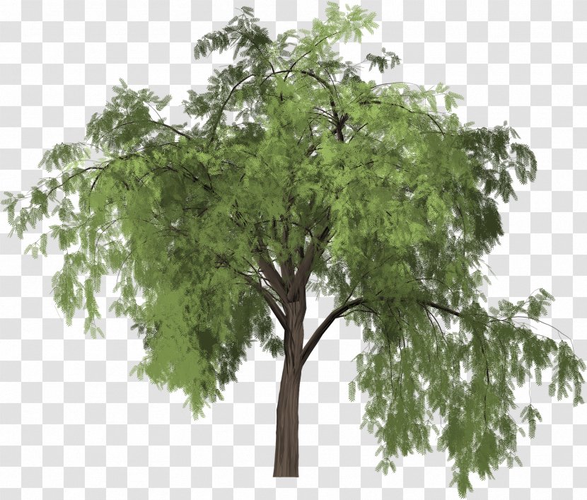 Tree Image Euclidean Vector Schinus Molle Graphics - Plants - Pohon Besar Transparent PNG