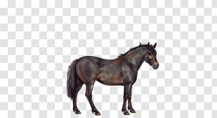 Horse Rein Stallion Equestrian Royalty-free - Royaltyfree - Seal Brown Transparent PNG
