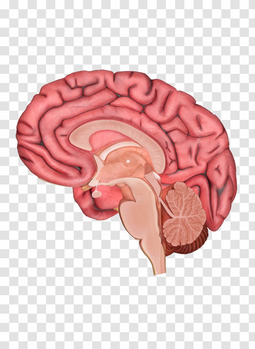 Human Brain Body Anatomy Homo Sapiens - Heart Transparent PNG