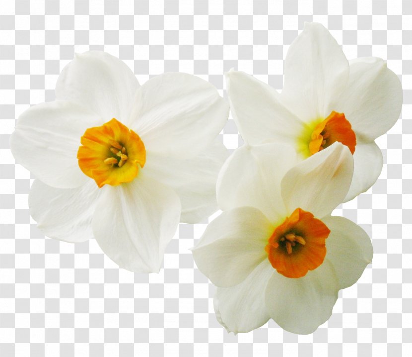 Daffodil Narcissus Plant Flower - Herbaceous Transparent PNG
