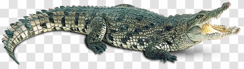 Sea Turtle Background - Alligator - Animal Figure Transparent PNG