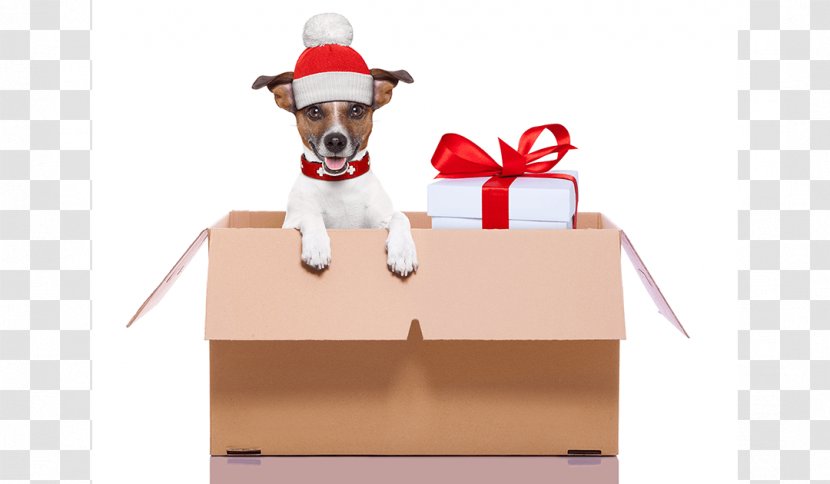 Jack Russell Terrier Pet Shop Service Dog Puppy - Gift Transparent PNG