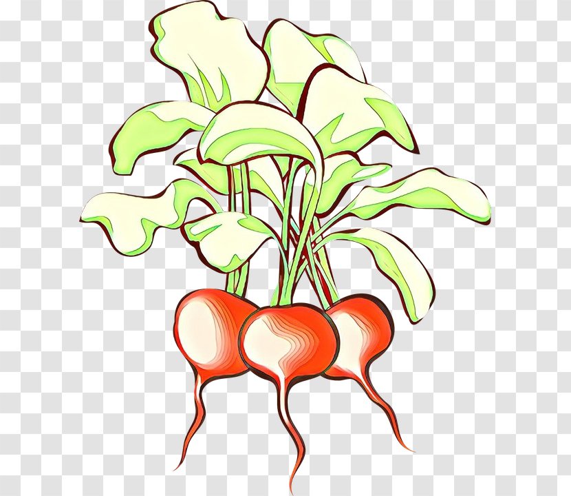 Flower Line Art - Rutabaga - Flowerpot Herbaceous Plant Transparent PNG