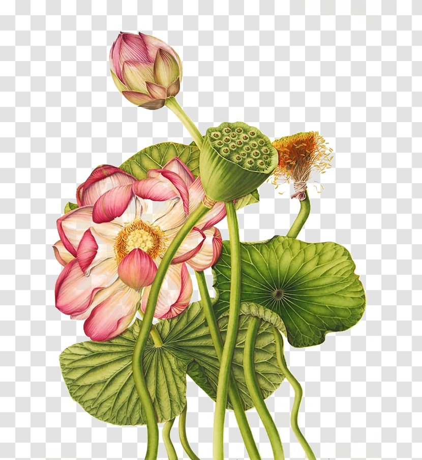 Nelumbo Nucifera Egyptian Lotus Exotic Botany Botanical Illustration - Watercolor Painting Transparent PNG