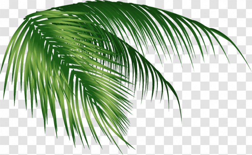 Arecaceae Coconut Leaf - Tree Transparent PNG