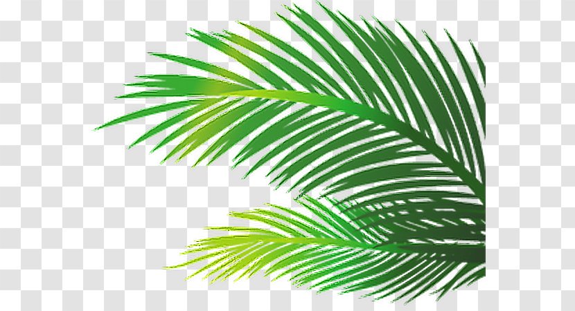Palm Trees Leaf Image Öykü Berkan - Flowering Plant - Bamboo Growth Summer Transparent PNG