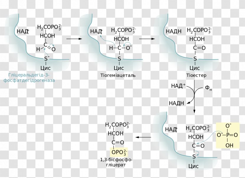 Glycolysis Oksidacija Glucose Anaerobic Respiration Organism - Lactose Transparent PNG