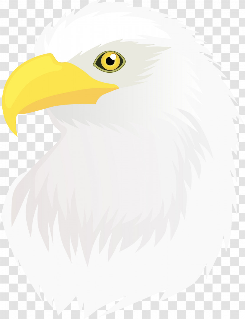 Bird Bald Eagle Beak Eagle Bird Of Prey Transparent PNG