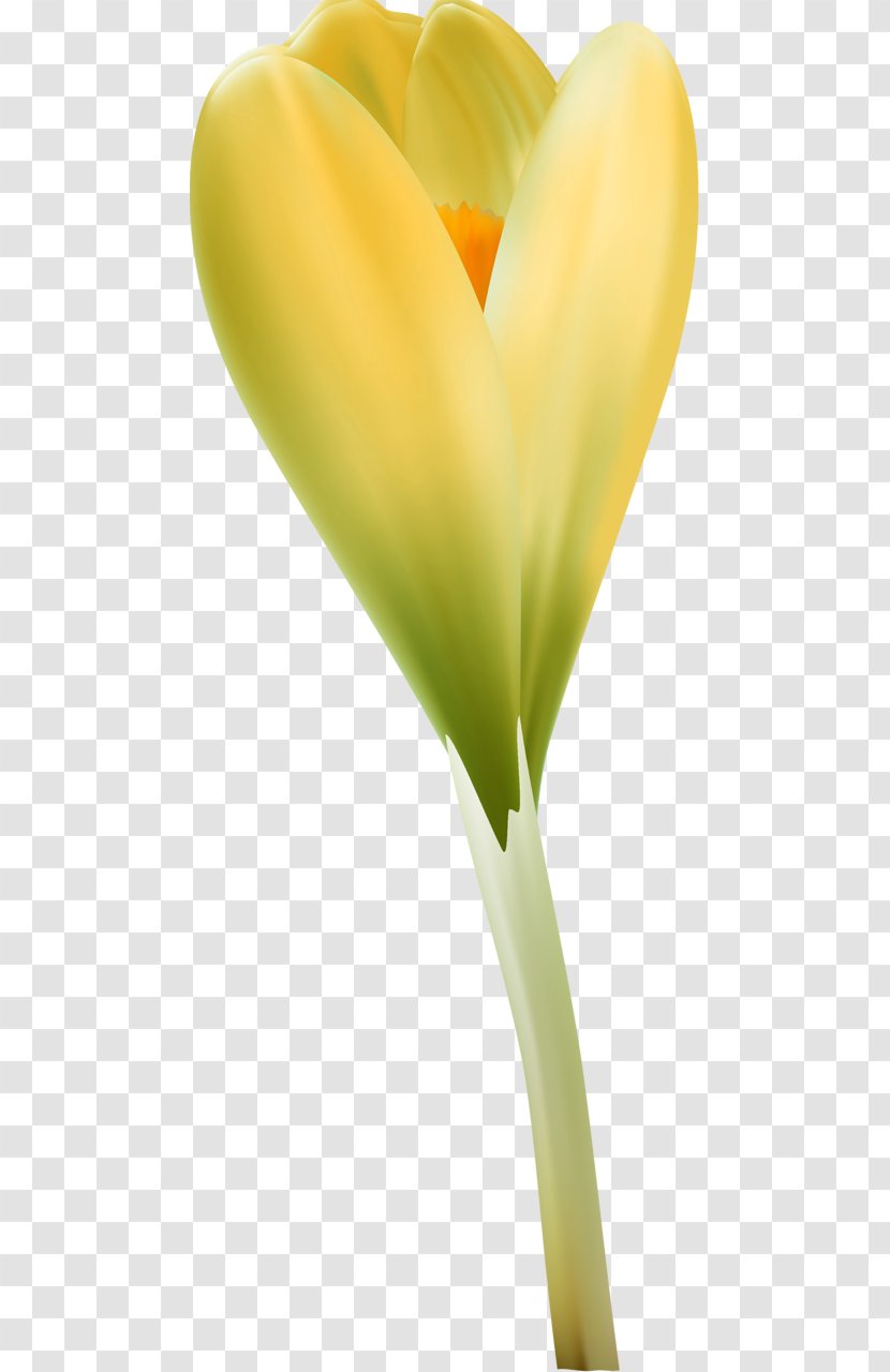 Close-up Arum Lilies - Petal - Design Transparent PNG