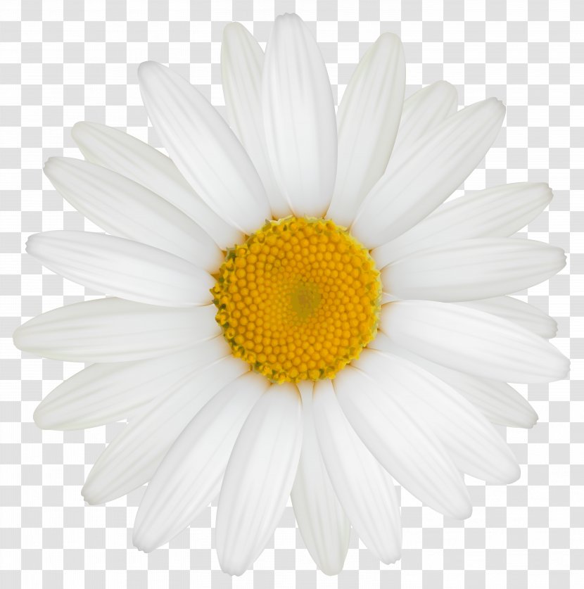 Roman Chamomile Oxeye Daisy Transvaal Chrysanthemum Argyranthemum Frutescens - Yellow - Clipart Image Transparent PNG
