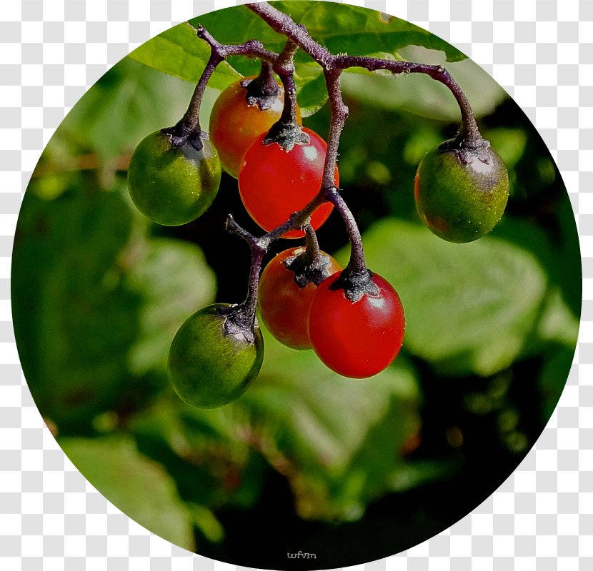 Tomato Rose Hip Zante Currant STXEA NR EUR Cherry - Berry - Wild Transparent PNG