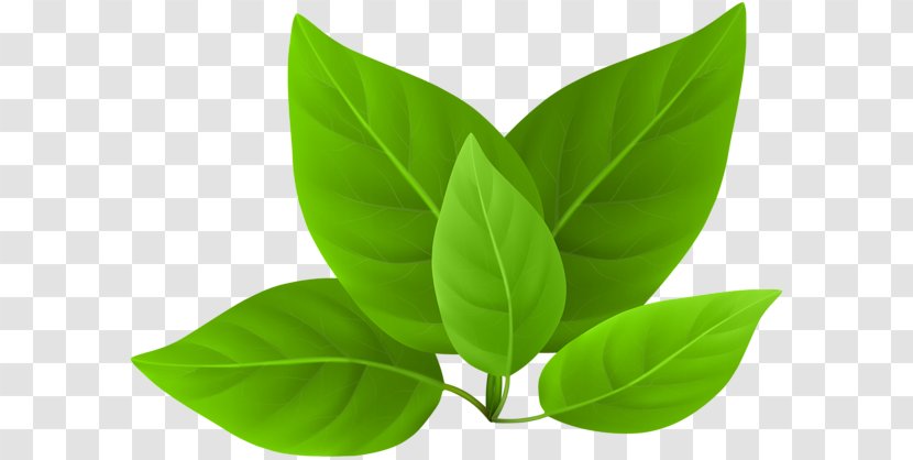 Leaf Clip Art - Green Spring Transparent PNG