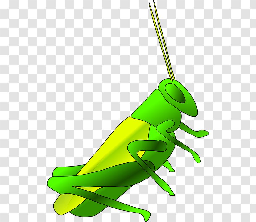 Grasshopper Cricket Clip Art - Drawing - Accompany Transparent PNG