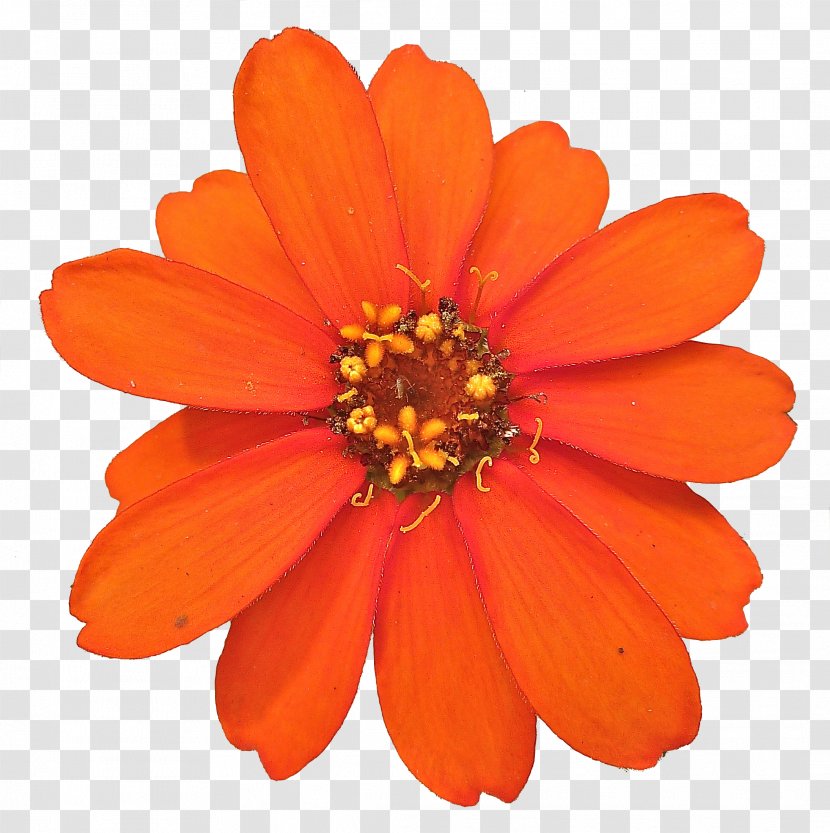 Flower Marigold Desktop Wallpaper - Calendula - Peach Transparent PNG