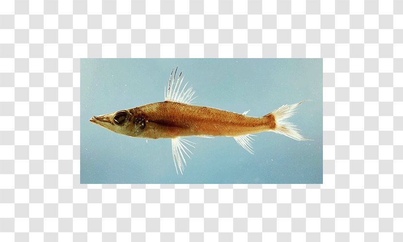 Bony Fishes Marine Biology Fauna - Fin - Fish Transparent PNG