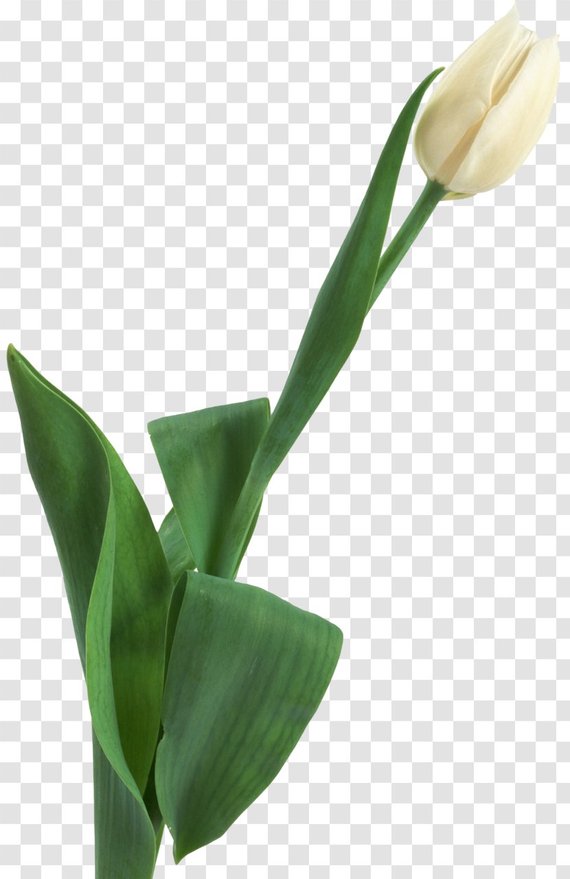 Tulip Cut Flowers Plant Stem Transparent PNG