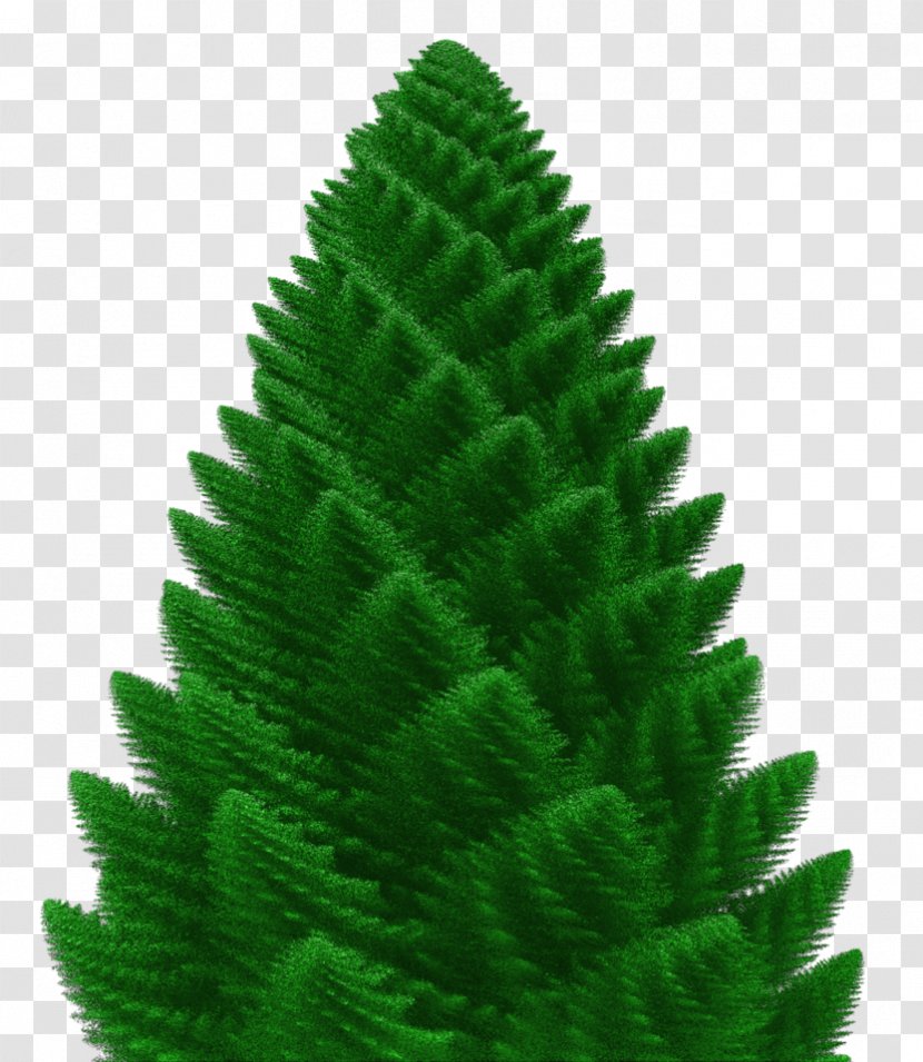 Spruce Fir Pine Christmas Tree Evergreen - Plant Transparent PNG