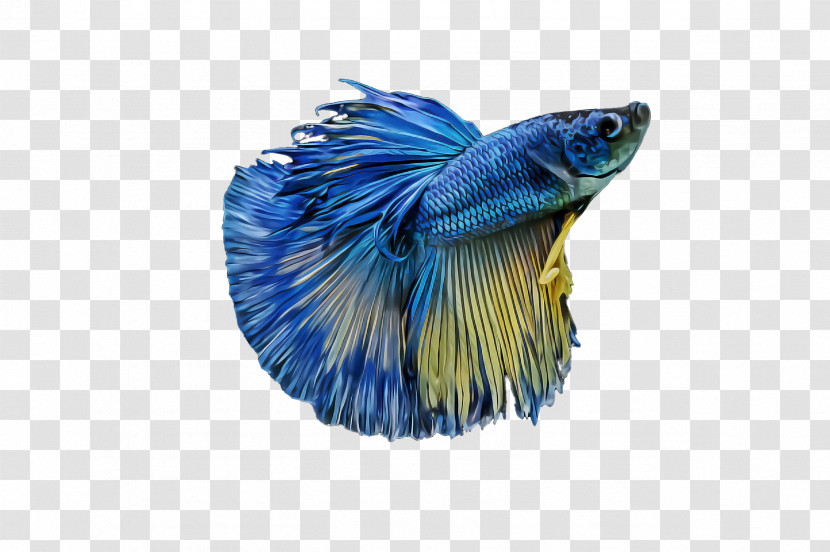 Blue Electric Blue Tail Fish Transparent PNG