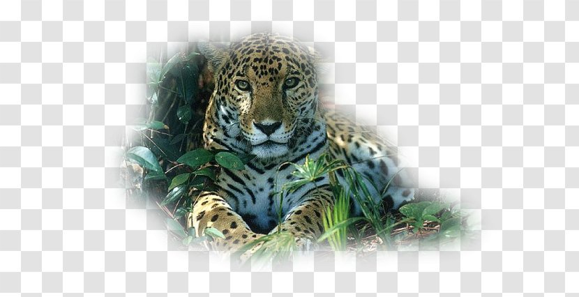 Tiger Snow Leopard Jaguar Felidae - Tree Transparent PNG