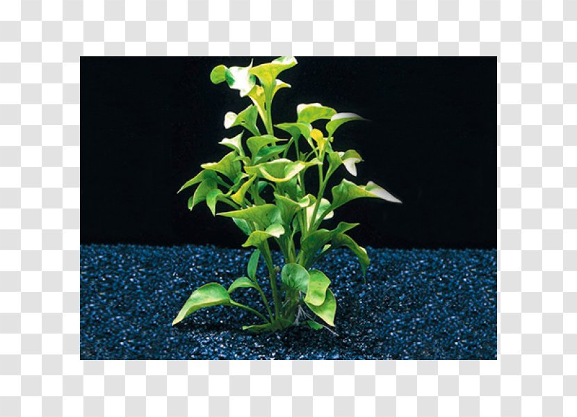 Alternanthera Bettzickiana Paronychioides Aquatic Plants - Plant Stem Transparent PNG
