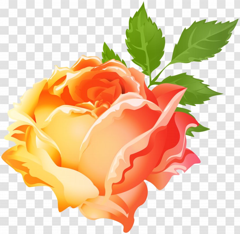 Clip Art Image Garden Roses Orange - Yellow Transparent PNG