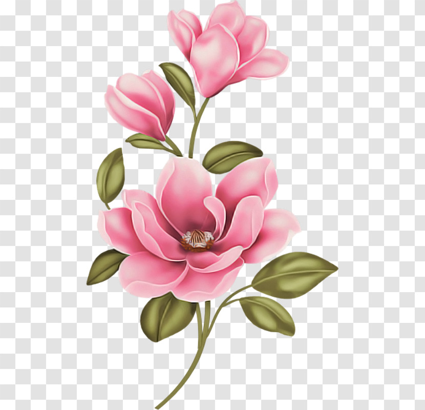 Flower Petal Pink Plant Cut Flowers Transparent PNG