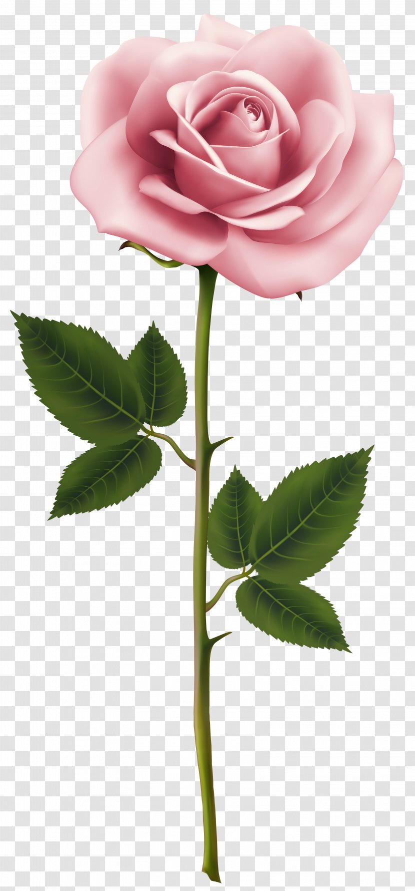 Rose Pink Flower Clip Art - Plant - Image Transparent PNG