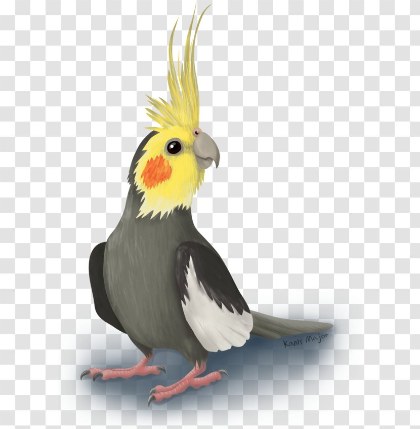 Cockatiel Budgerigar Bird Cockatoo Pet Transparent PNG