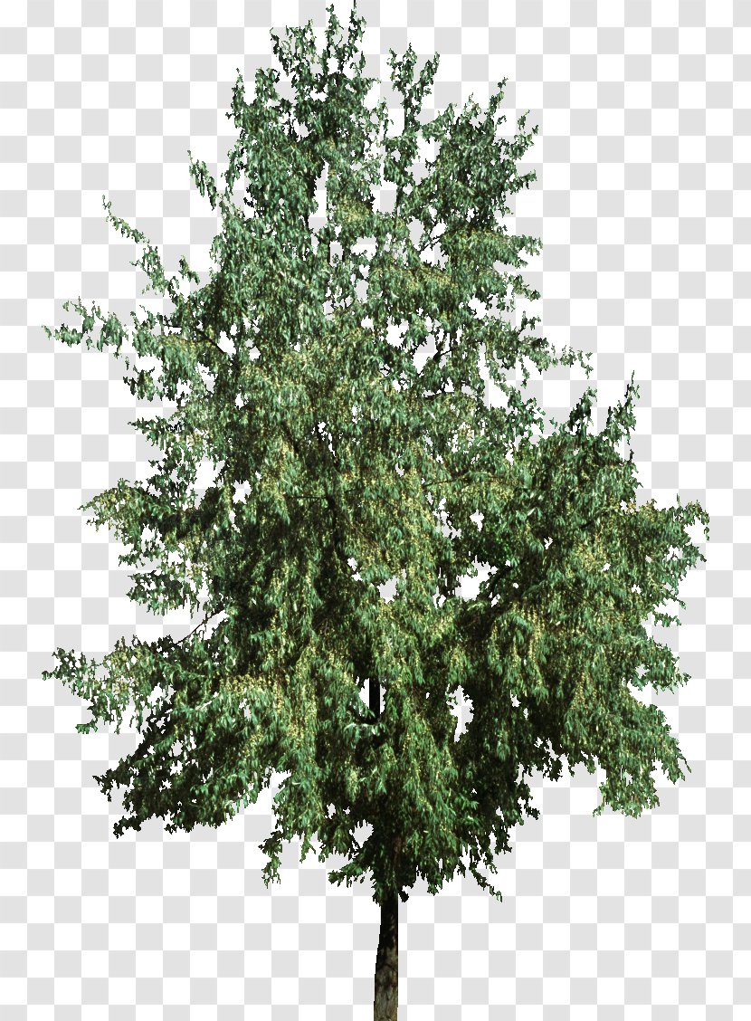 Christmas Tree Fir Pine - Spruce - Bush Top Transparent PNG