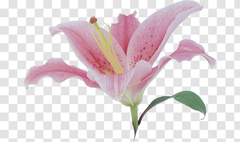 Lilium Flower Clip Art - Lily - Pink Transparent PNG