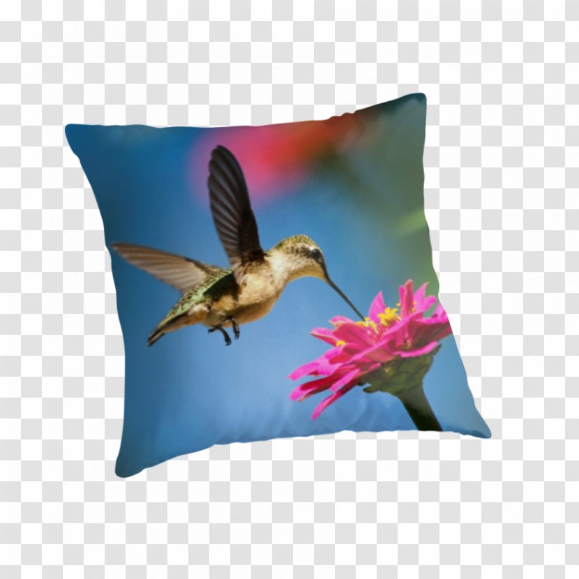 Hummingbird Fine Art Acrylic Paint - Cushion Transparent PNG