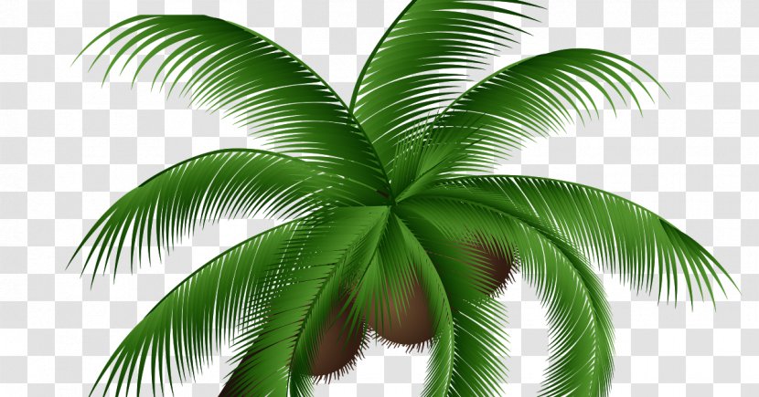 Coconut Tree Cartoon - Woody Plant - Cycad Vascular Transparent PNG