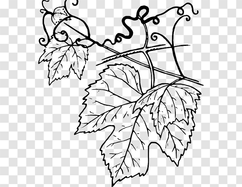 Common Grape Vine Leaves Clip Art - Floral Design Transparent PNG