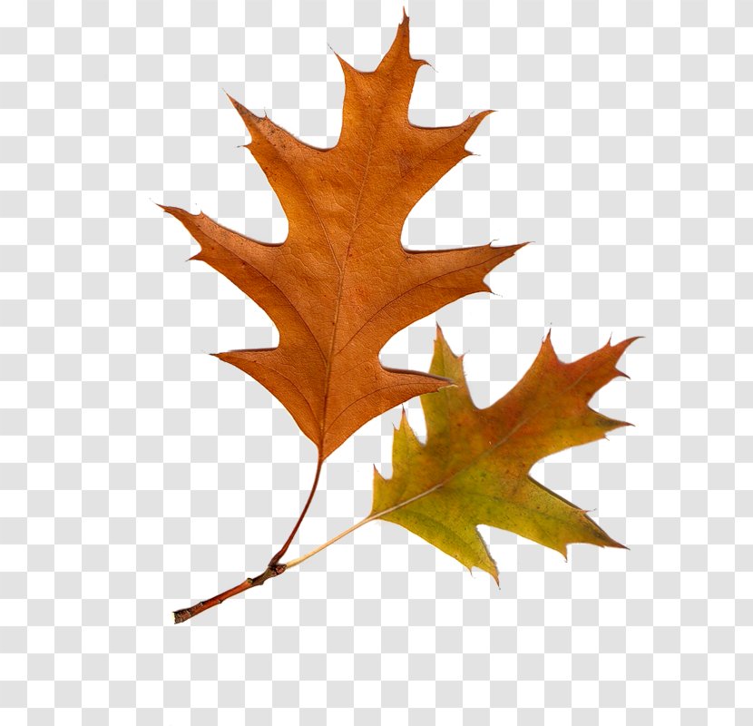 Clip Art Leaf Tree Autumn Deciduous - Maple Transparent PNG