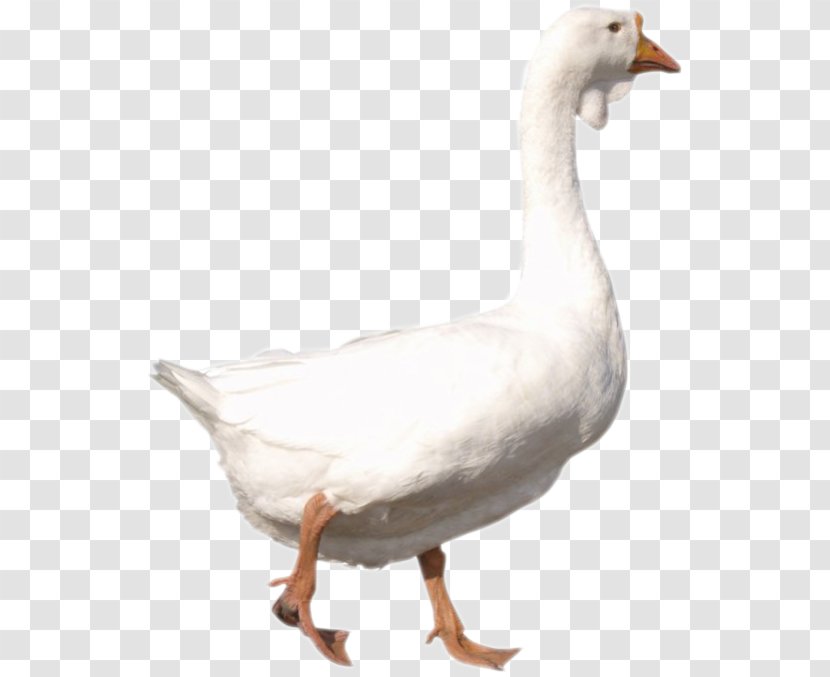 Goose Duck Transparent PNG