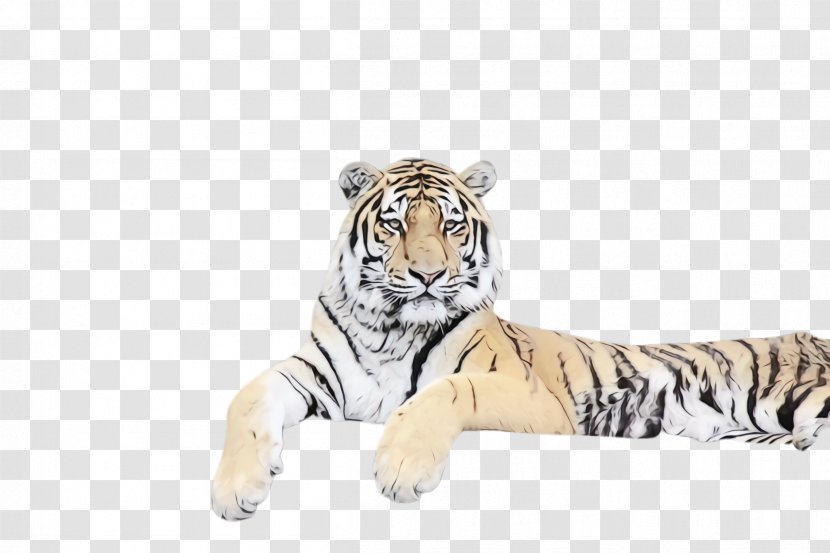 Tiger Bengal Siberian Wildlife Animal Figure - Terrestrial Big Cats Transparent PNG