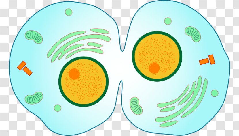 Mitosis Cytokinesis Cell Division Prophase - Area Transparent PNG