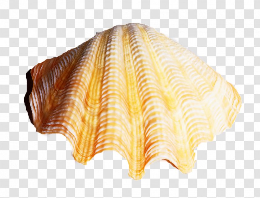 Seashell Conch Download - Clams Oysters Mussels And Scallops - Fan-shaped Shell Transparent PNG
