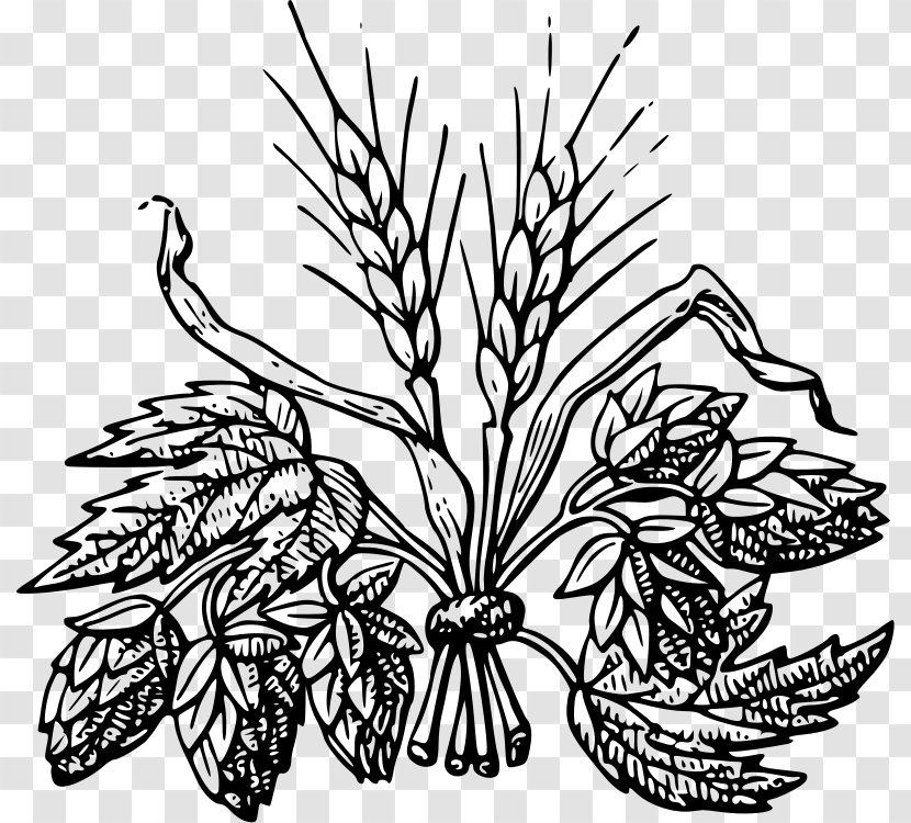 Beer Hops Drawing Common Hop Clip Art - Black And White - Barley Transparent PNG