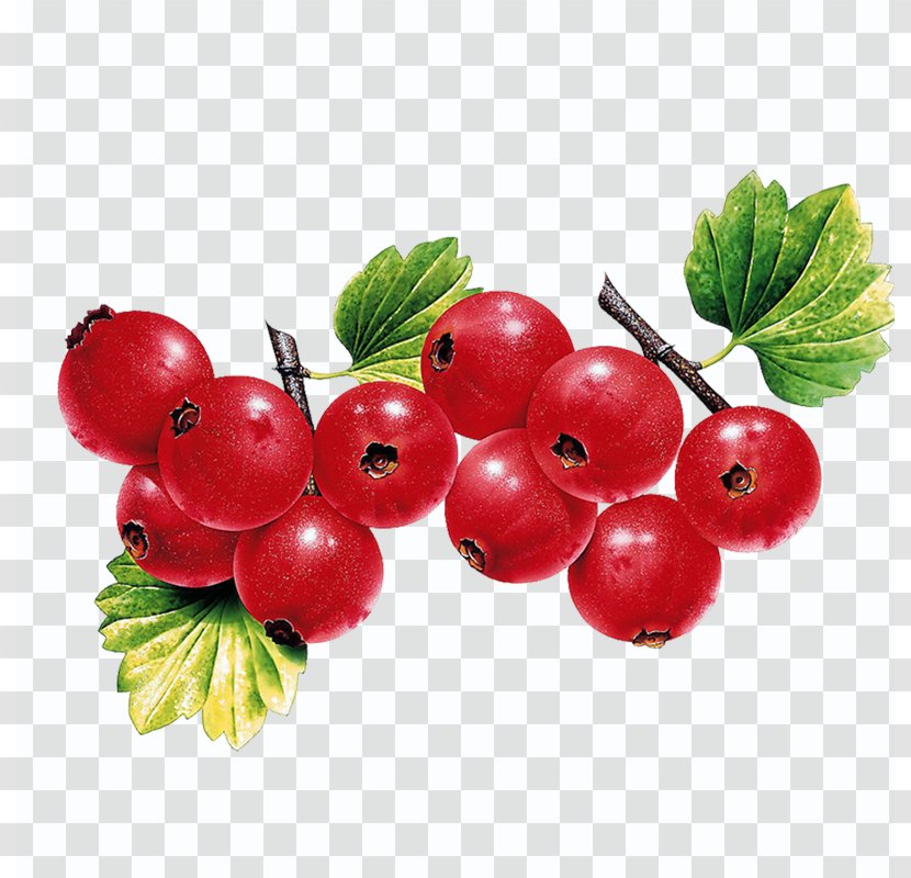 Berry Fruit Leaf Vegetable Illustration - Superfood - Cherry Transparent PNG