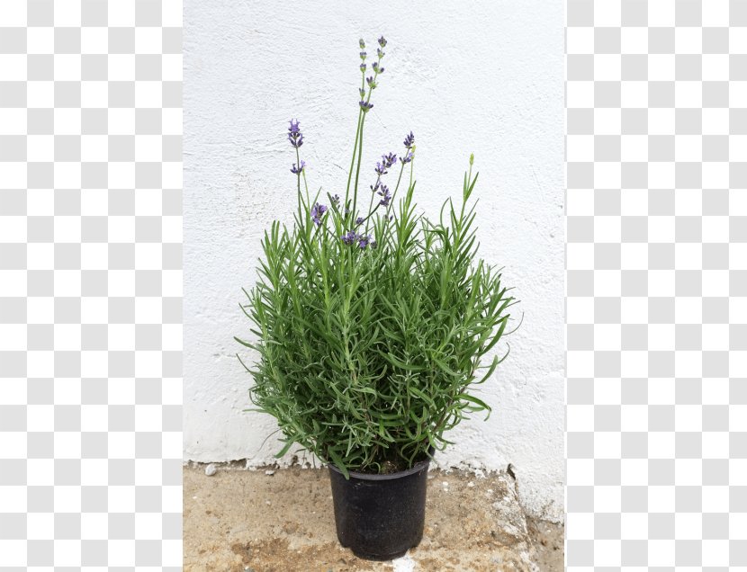 English Lavender French Herb Violet - Dwarf Transparent PNG