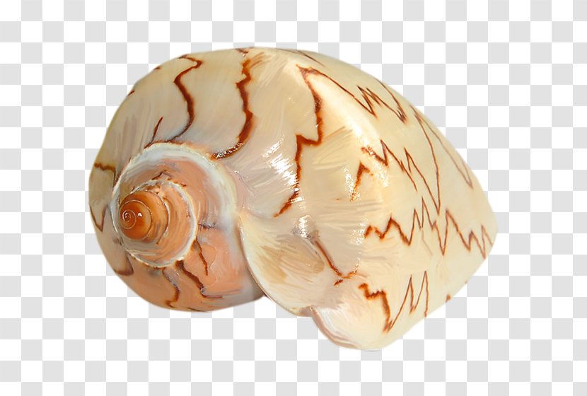 Snail Oyster Clam Mussel Conchology - Scallop - Conch Jewelry Transparent PNG