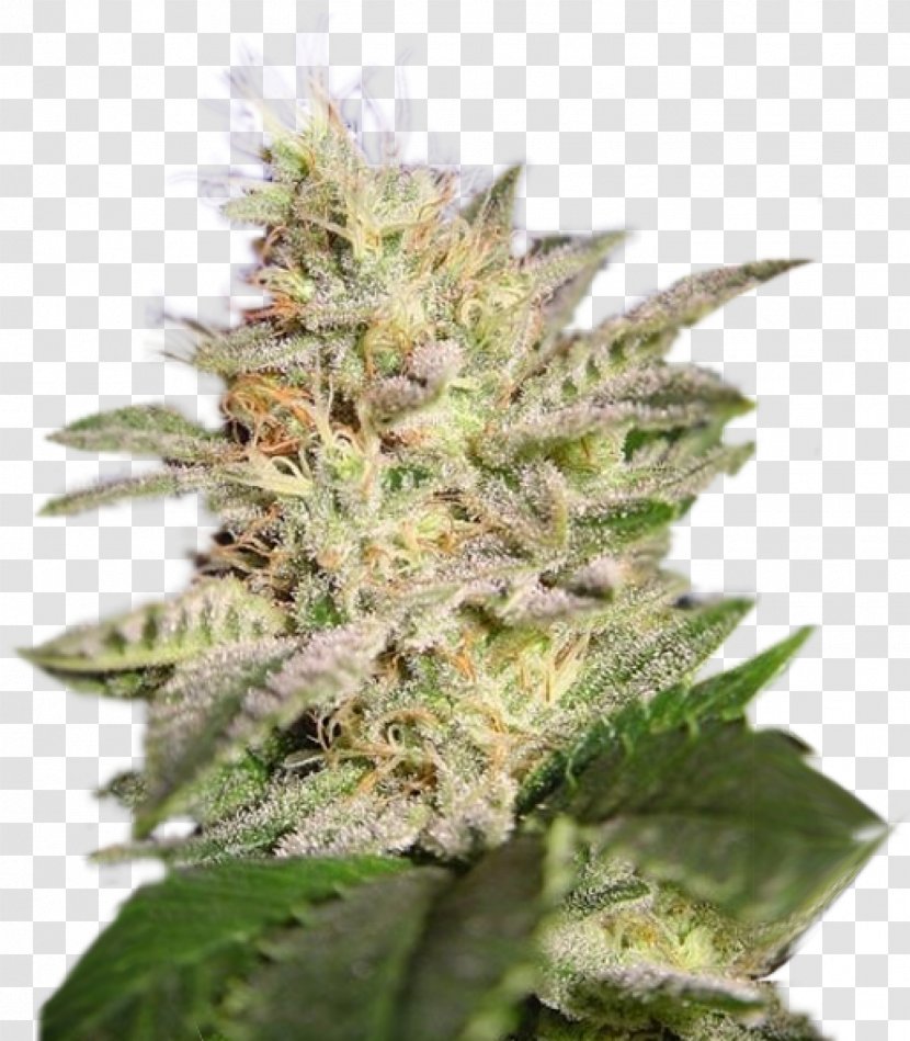 Cannabis Cup Kush Cultivation Sativa - Hemp Transparent PNG