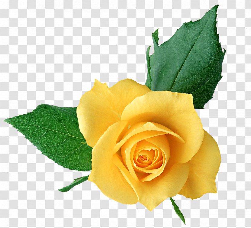 Rose Yellow Flower Clip Art - Cut Flowers Transparent PNG