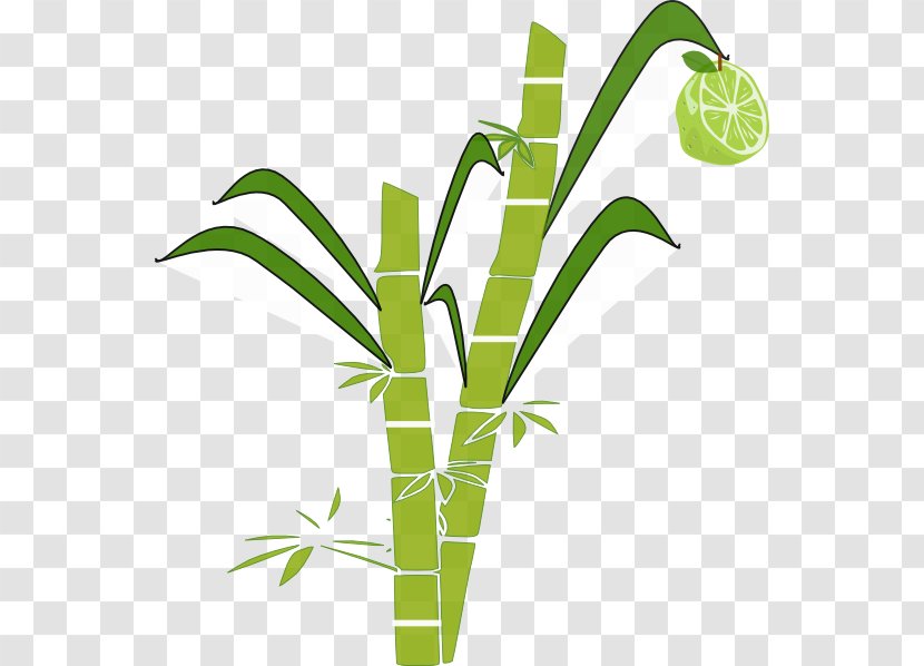 Pongal Sugarcane Clip Art - Organism - Cane Cliparts Transparent PNG