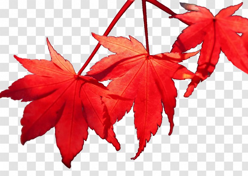Kempinski Hotel Grand Arena Bansko Spa Massage - Leaf - Autumn Maple Transparent PNG